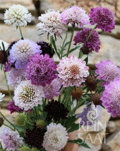 b071_Scabiosa atropurpurea